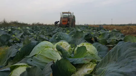 Au producție record, dar nu au cui să o vândă. Cultivatorii de varză din Iași se plâng că au rămas fără clienți din cauza pandemiei de COVID-19