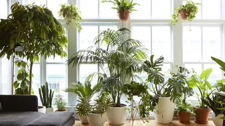 Zece plante de apartament cu puteri magice. Unde trebuie să le pui în casă pentru a atrage norocul, iubirea și banii
