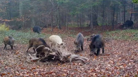 Mistreţ alb, surprins de camerele de supraveghere. Apariţie rară în Caraș Severin - VIDEO