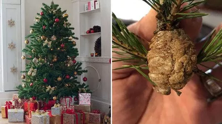 Verificați pomul de Crăciun! Ramurile brazilor pot conține insecte