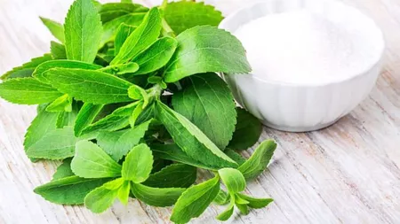 Stevia ar putea provoca un dezechilibru microbian intestinal