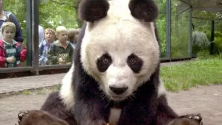 Xinxing, cel mai bătrân panda aflat în captivitate, a murit