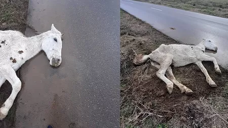 Revoltător! Un cal alb zace inert pe marginea drumului. Este bolnav și a fost abandonat! Cum s-a ajuns în situaţia asta