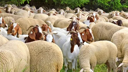 Crescătorii de ovine și caprine din Iași primesc sprijinul cuplat de la APIA. Suma autorizată la plată este de peste jumătate de milion de euro