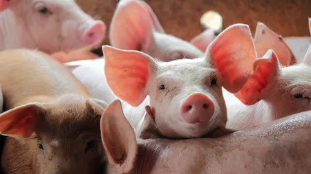 Crescătorii de suine din Iași au solicitat 120.000 de euro, fonduri europene, pentru prevenirea pestei porcine. AFIR va demara plățile în următoarea perioadă