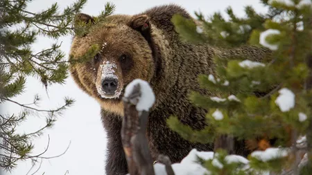 Mesaj Ro-Alert în Predeal, care semnalează prezența unui urs. Animalul este considerat periculos