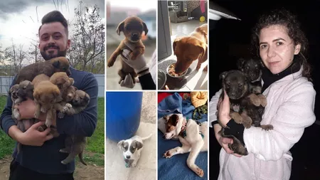 O familie de medici din Iași, îngeri păzitori pentru sute de câini! Au găsit stăpâni pentru zeci de blănoși chiar în Franța! - FOTO