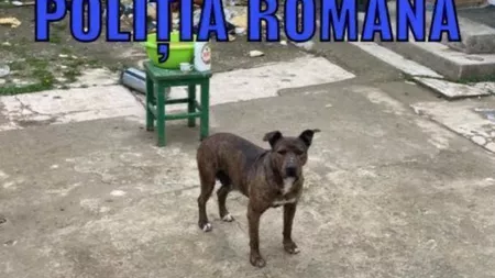 Poliţia Animalelor Arad a salvat trei câini care nu aveau apă şi mâncare de cinci zile - VIDEO