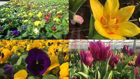 Parcurile și aleile din Iași vor fi înfrumusețate cu flori multicolore! Campania de primăvară costă 160.000 de euro