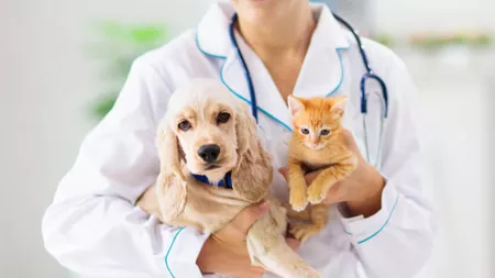 Lista cabinetelor veterinare din Iași. Program, doctori și adrese