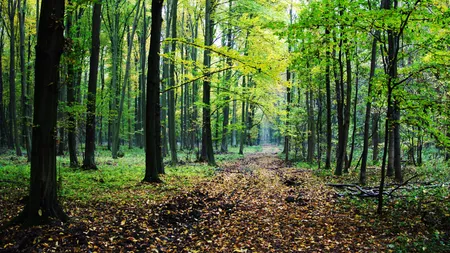 Ce înseamnă când visezi o pădure. Semnificația visului