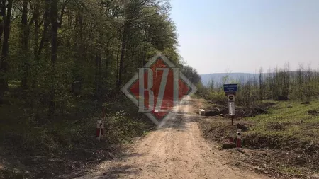 Direcția Silvică Iași pregătește noi exploatări forestiere! Contractul are o valoare de 130.000 de euro