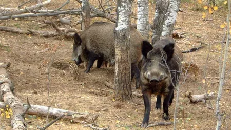 Cazurile de pestă porcină la mistreți, în creștere, în Iași. Specialiștii din cadrul DSVSA și Direcția Silvică iau măsurile necesare pentru stoparea răspândirii virusului