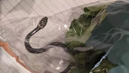 Un cuplu din Australia a găsit un șarpe veninos într-o pungă cu salată luată de la supermarket