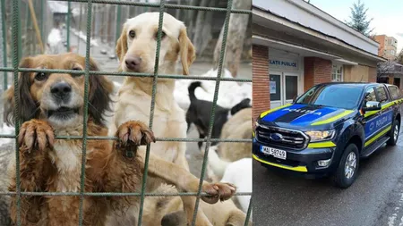 De asta aveam nevoie! Zeci de căței chinuiți și ținuți în condiții de nedescris, salvați la Iași de Poliția Animalelor. Măsuri drastice, luate de oamenii legii în urma unui control fulger