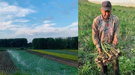 Au plantat semințele păstrate ani de zile de un bătrân din Iași și au rămas uimiți de ceea ce au găsit în grădină. Ieșean: 