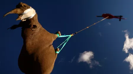 Nimeni nu ştia de ce rinocerii sunt transportaţi cu capul în jos! Specialiștii ne-au spus motivul