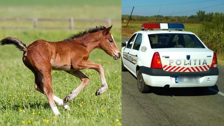 Proprietarul unui mânz, obligat să îi achite daune unui șofer! Decizia judecătorilor din Iași vine după un accident rutier ciudat! Animalul a sărit în fața mașinii! (Exclusiv)