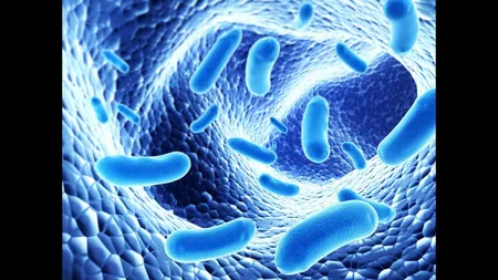 13 sfaturi pentru restabilirea florei intestinale in 7 zile