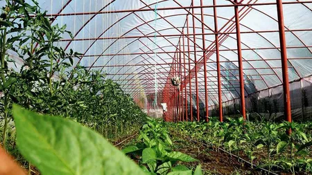 Fermierii din Iași primesc de la APIA sprijinul cuplat vegetal în valoare de 1,6 milioane de euro. Cea mai mare subvenție se acordă pentru legumele cultivate în sere și solarii, 4.844,4421 euro/hectar