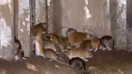 Și ei au rozătoarele lor! Invazie de şoareci în Australia! Animalele au invadat închisorile