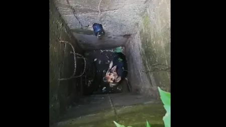 Pompierii ieșeni au intervenit pentru a salva un câine căzut într-un canal din municipiul Iași - FOTO, VIDEO