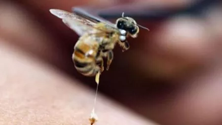 Înțepătura de albină: Simptome, prim ajutor, tratament