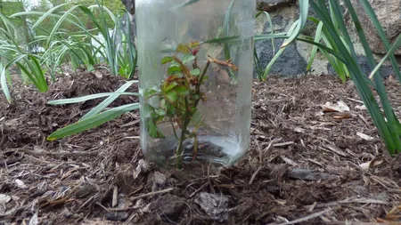 Când se plantează trandafirii sub sticlă: Ce ne sfătuiesc horticultorii