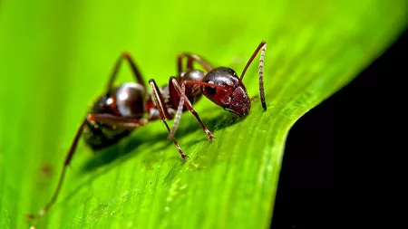 Ce mănâncă furnicile: Totul despre alimentația micilor insecte