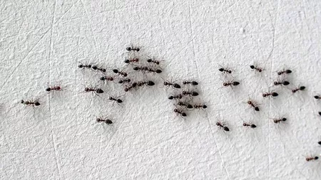 Cum scapi de furnici: Cinci soluții eficiente, care te vor ajuta să scapi definitiv de aceste insecte