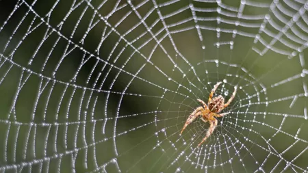 Câte picioare are un păianjen: Informația pe care o știe toată lumea
