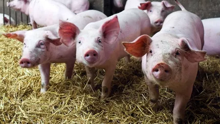Un fermier din Elveția le dă Cola porcilor săi, din motive de sănătate