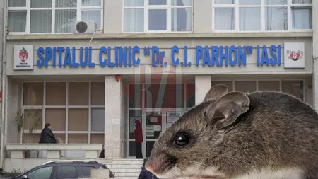 Medicii ieșeni au reușit să-l salveze! Bărbatul infectat cu hantavirus s-a întors acasă, după două săptămâni de spitalizare! 