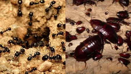 Ce înseamnă când visezi furnici și gândaci: Semnificația viselor