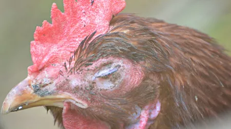 Horcăitul la găini: Tratamentul pe care îl recomandă specialiștii