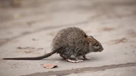 Șobolani filmați în plină zi pe străzile din Sectorul 1