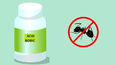 Acid boric pentru gândaci: Cum să scapi de această problemă în doar câteva zile