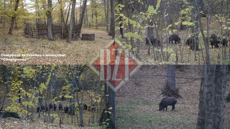 Imagini de o frumusețe rară, surprinse la Iași! În inima unei păduri, departe de ochii curioșilor, sunt crescuți 100 de porci mistreți. Un singur om are voie să intre la ei și să-i hrănească (EXCLUSIV)