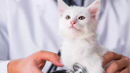 Parvoviroză pisici: Cauze, simptome și tratament