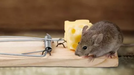 Cum scapi de șoareci: Cinci metode naturale cu efect garantat