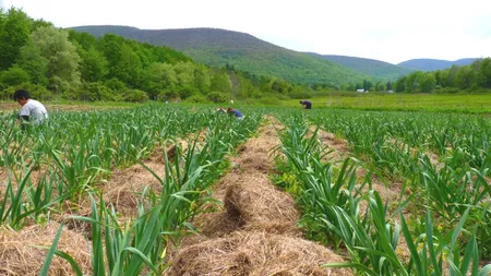 Producătorii de usturoi din Iași care vor să primească subvenția de 3.000 de euro, trebuie să aducă la Direcția Agricolă documentele justificative vânzării