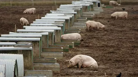 Numărul focarelor de pestă porcină africană din Iași, în creștere! Încă 3 focare de PPA au fost descoperite în ultimele 5 zile. Localnicii au găsit porcii morți și au anunțat medicii veterinari