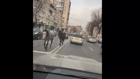 Doi cai lăsaţi liberi pe străzile din municipiul Iaşi. S-au plimbat printre maşini de la Agronomie până în zona centrală - VIDEO, UPDATE