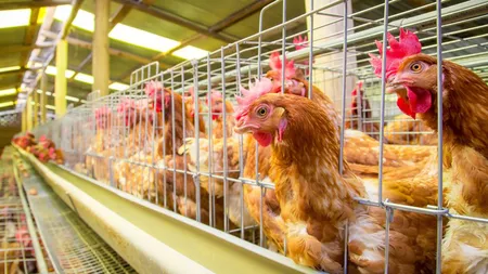 DSVSA Iași intensifică controalele privind comercializarea cărnii de pasăre și a ouălor provenite din Polonia, unde au fost alerte de contaminare cu Salmonella. Vor fi verificate fermele cu păsări din județ