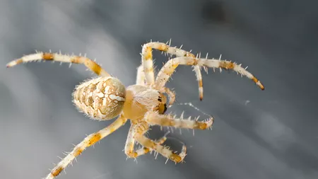 Cât este de periculos un păianjen cu cruce: Ce trebuie să faci dacă te-a mușcat