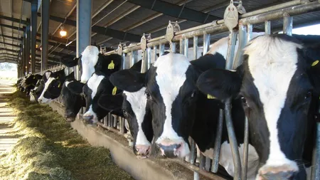 Ieșenii care cresc bovine primesc, începând de azi, un sprijin financiar. APIA virează în conturile fermierilor subvențiile solicitate în anul 2021