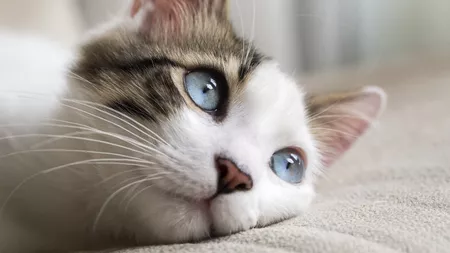 Ce se întâmplă dacă bați pisica: Cu siguranță nu te-ai fi așteptat la asta!