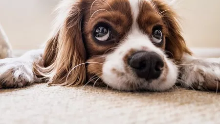 Diaree la câini: Cum să-ți tratezi amicul patruped