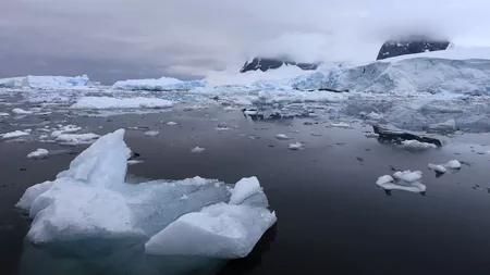 Speciile invazive din lume care se află pe navele care călătoresc în Antartica ar putea duce la dispariția ecosistemului protejat - FOTO