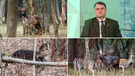 Prima crescătorie de cerbi din Iași pentru vânătorii bogați! Gabriel Doncean: ”Am adus exemplare din rase cu tradiție” -FOTO/VIDEO